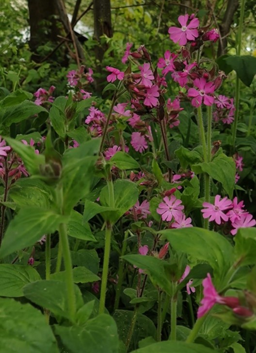 Dagkoekoeksbloem