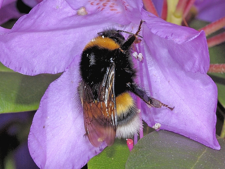 Bombus terrestris #01922