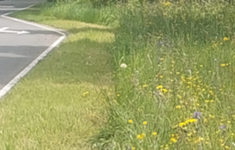 Foto van gemaaide berm
