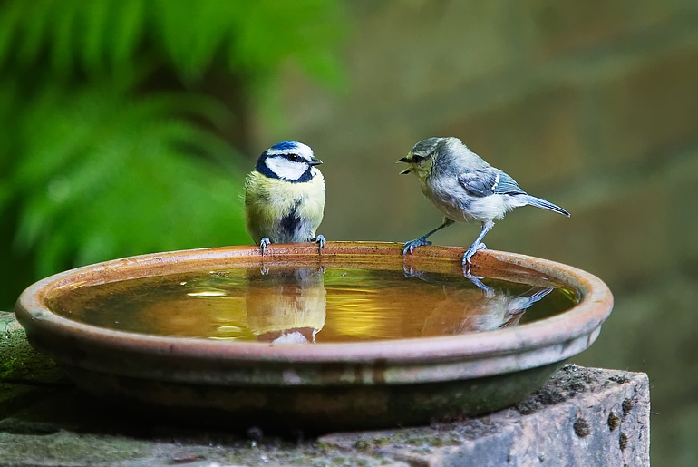 Vogels op vogelbadje