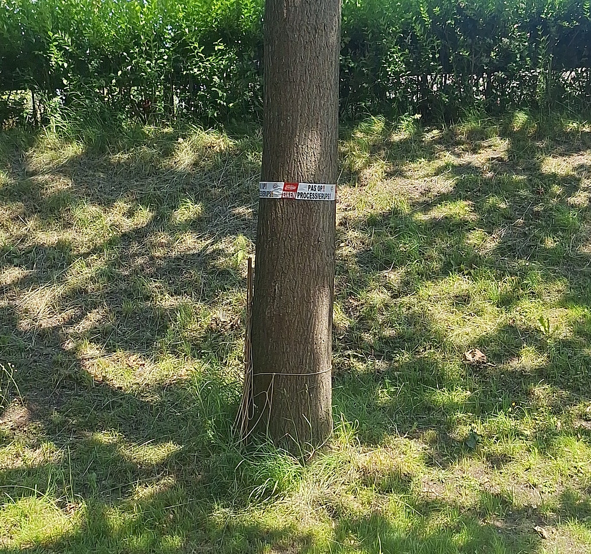 Eikenprocessierups gevonden in Leiderdorp
