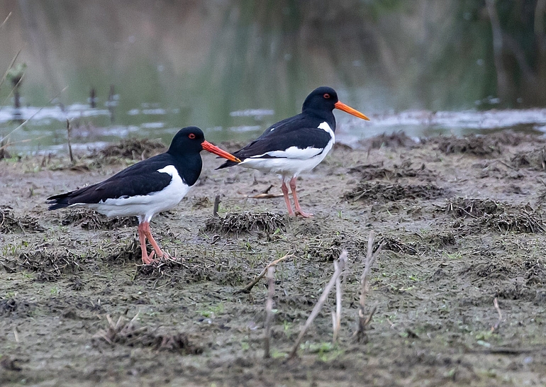 Foto van scholeksters