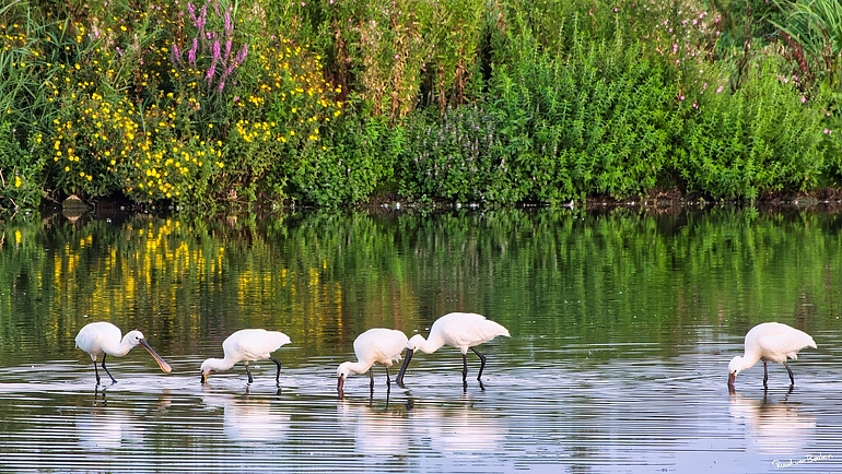 Lepelaars in het water