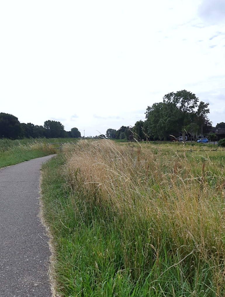 Foto van uitgebloeide kruidenrijke berm langs de Dwarswatering