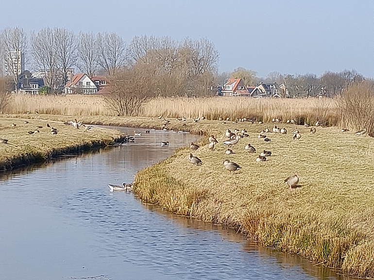 Ganzen op de kade in de Botherhiuspolder