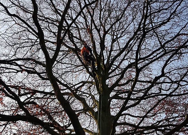 Foto van snoeier in boom